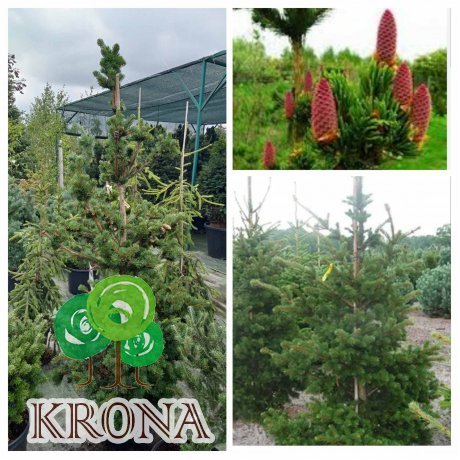 Саджанці купити Ялина колюча (Picea pungens) "Lucky Strike" / H170-190 см / контейнер С 25 L