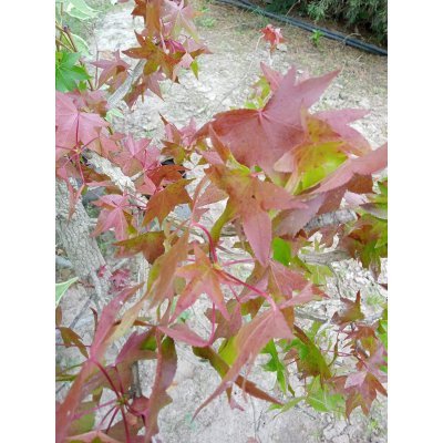 Саджанці купити Ліквідамбар смолоносний (Liquidambar styraciflua) /Н 300-400 см/НО 15-19см/ком