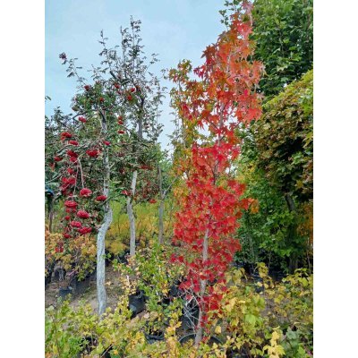 Саджанці купити Ліквідамбар смолоносний (Liquidambar styraciflua) /Н 300-400 см/НО 12-14см / контейнер С 65 L