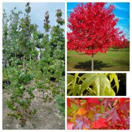 Ліквідамбар смолоносний (Liquidambar styraciflua) /Н 300-400 см/НО 15-19см/ком