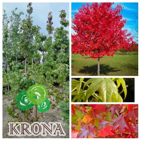 Саджанці купити Ліквідамбар смолоносний (Liquidambar styraciflua) /Н 300-400 см/НО 15-19см/ком