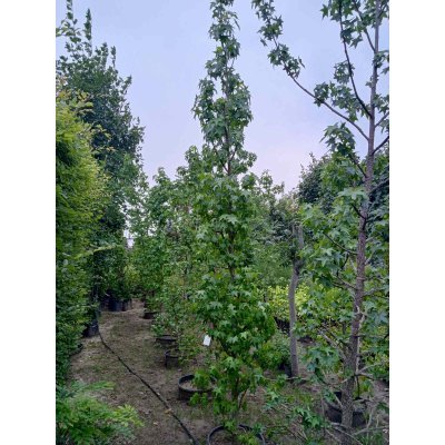 Саджанці купити Ліквідамбар смолоносний (Liquidambar styraciflua) /Н 300-400 см/НО 12-14см / контейнер С 65 L
