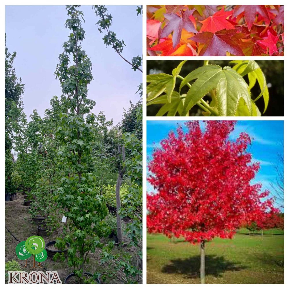Саджанці купити Ліквідамбар смолоносний (Liquidambar styraciflua) /Н 300-400 см/НО 12-14см / контейнер С 65 L