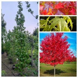 Ліквідамбар смолоносний (Liquidambar styraciflua) /Н 300-400 см/НО 12-14см / контейнер С 65 L