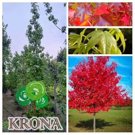 Саджанці купити Ліквідамбар смолоносний (Liquidambar styraciflua) /Н 300-400 см/НО 12-14см / контейнер С 65 L