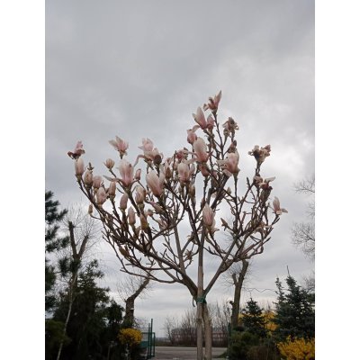 Саджанці купити Магнолія Суланжа (Magnolia)  "Kate BrooK"/ stam/ штамб /Н 130-180 см/контейнер 25 L