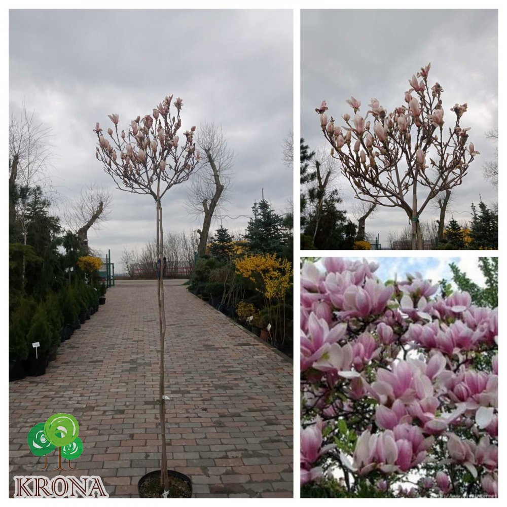 Саджанці купити Магнолія Суланжа (Magnolia)  "Kate BrooK"/ stam/ штамб /Н 130-180 см/контейнер 25 L