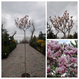Магнолія Суланжа (Magnolia)  "Kate BrooK"/ stam/ штамб /Н 130-180 см/контейнер 25 L