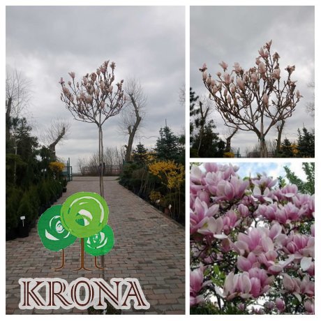 Саджанці купити Магнолія Суланжа (Magnolia)  "Kate BrooK"/ stam/ штамб /Н 130-180 см/контейнер 25 L