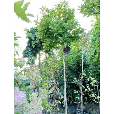 Саджанці купити Магнолія Суланжа (Magnolia)  "Kate BrooK"/ stam/ штамб /Н 130-180 см/контейнер 25 L