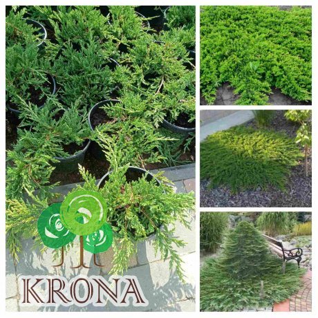 Саджанці купити Ялівець горизонтальний "Принц Уельський"/ Juniperus horizontalis "Prince of Wales" / контейнер C2 L