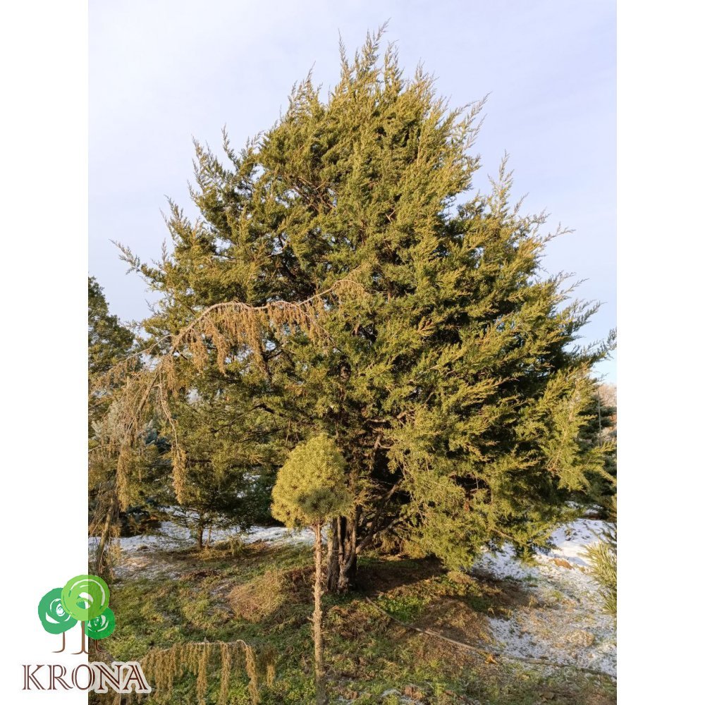 Саджанці купити Ялівець віргінський (Juniperus virginiana) /H 5-7 + метрів/ ком