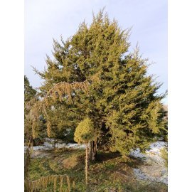 Ялівець віргінський (Juniperus virginiana) /H 5-7 + метрів/ ком