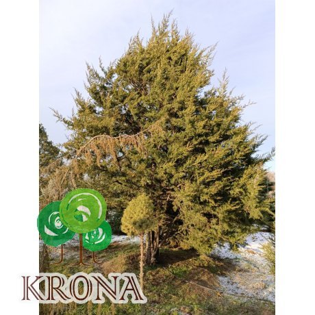 Саджанці купити Ялівець віргінський (Juniperus virginiana) /H 5-7 + метрів/ ком