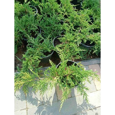 Саджанці купити Ялівець горизонтальний "Принц Уельський"/ Juniperus horizontalis "Prince of Wales" / контейнер C2 L