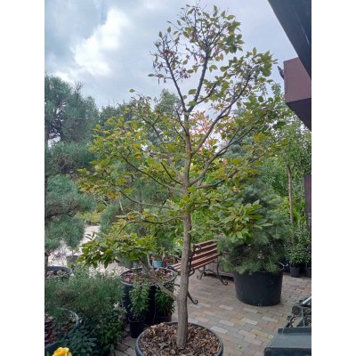 Саджанці купити Граб звичайний (Carpinus betulus) ниваки /Н 200-250 см/кому