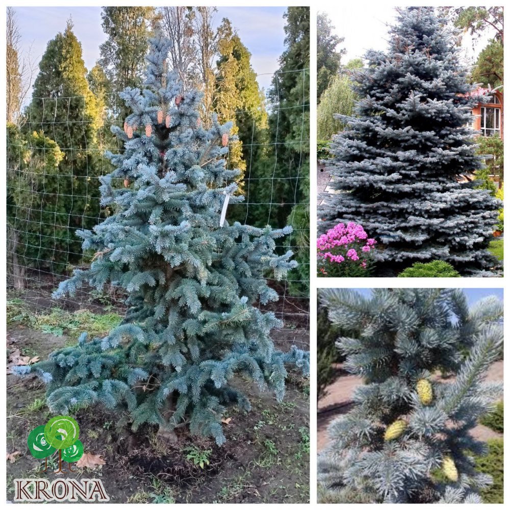 Саджанці купити Ялина колюча (Picea pungens) "Oldenburg" /H 180-200 см/ ком