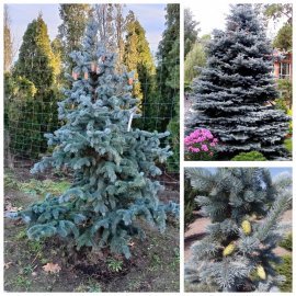 Ялина колюча (Picea pungens) "Oldenburg" /H 180-200 см/ ком