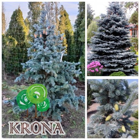 Саджанці купити Ялина колюча (Picea pungens) "Oldenburg" /H 180-200 см/ ком