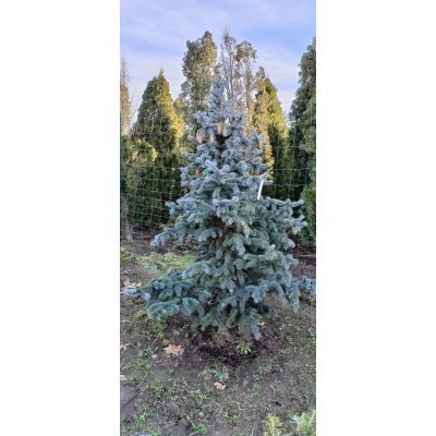 Саджанці купити Ялина колюча (Picea pungens) "Oldenburg" /H 180-200 см/ ком