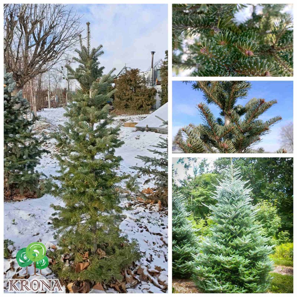 Саджанці купити Ялиця корейська (Abies koreana) / H 200-210 см / ком