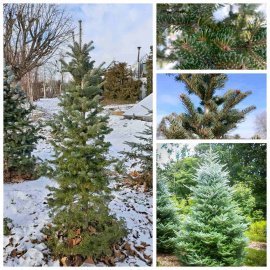 Ялиця корейська (Abies koreana) / H 200-210 см / ком