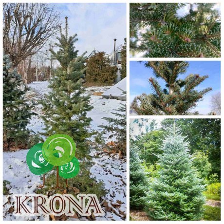 Саджанці купити Ялиця корейська (Abies koreana) / H 200-210 см / ком