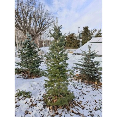 Саджанці купити Ялиця корейська (Abies koreana) / H 200-210 см / ком