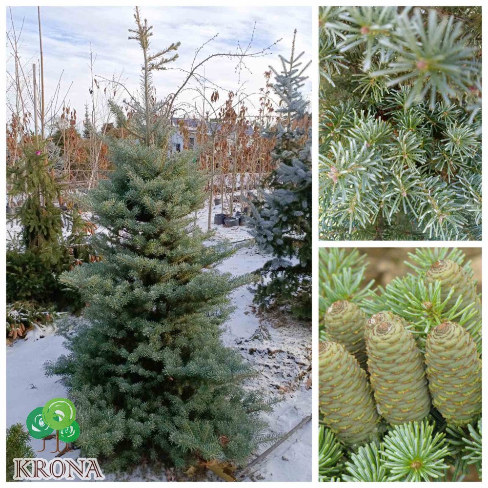 Саджанці купити Ялиця корейська (Abies koreana) Glauca /H 200-220 см/ ком