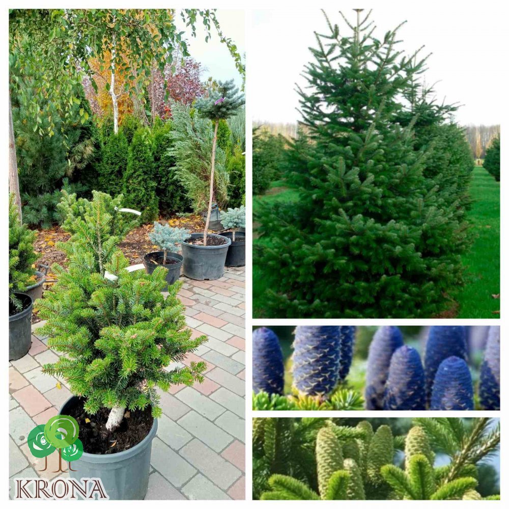 Саджанці купити Ялиця Нордмана (Abies nordmanniana) "Kulista"/H 60-70 см/ контейнер С 12 L