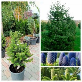 Ялиця Нордмана (Abies nordmanniana) "Kulista"/H 60-70 см/ контейнер С 12 L