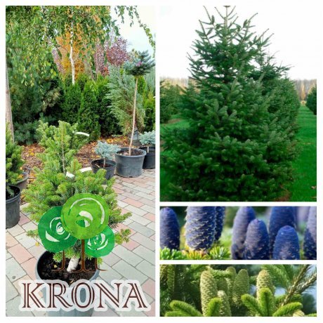 Саджанці купити Ялиця Нордмана (Abies nordmanniana) "Kulista"/H 60-70 см/ контейнер С 12 L