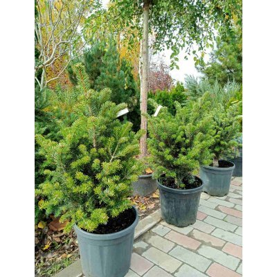 Саджанці купити Ялиця Нордмана (Abies nordmanniana) "Kulista"/H 60-70 см/ контейнер С 12 L