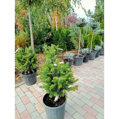 Саджанці купити Ялиця Нордмана (Abies nordmanniana) "Kulista"/H 60-70 см/ контейнер С 12 L
