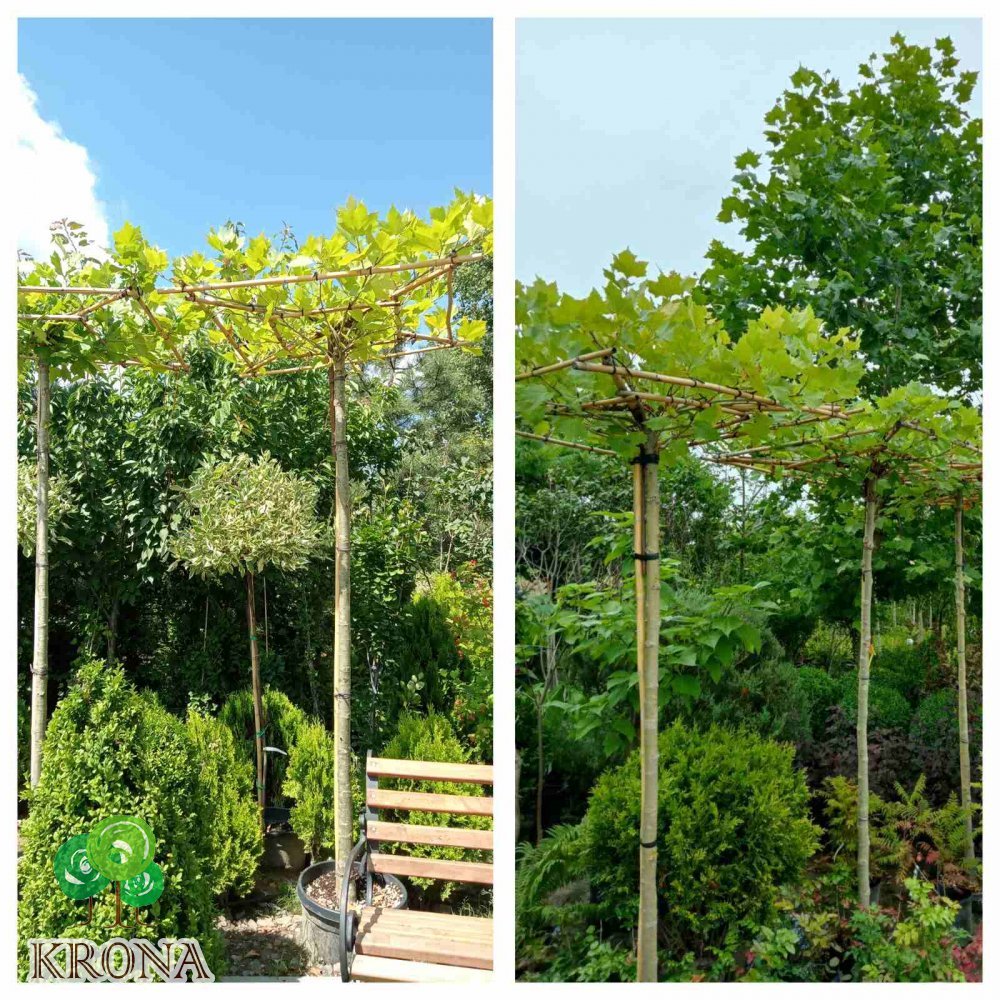 Саджанці купити Платан кленолистий (Platanus acerifolia) /Штамб/ Грибок  /Stam 220 см /НО 15-18 см / контейнер 25 L