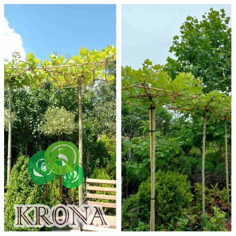 Саджанці купити Платан кленолистий (Platanus acerifolia) /Штамб/ Грибок  /Stam 220 см /НО 15-18 см / контейнер 25 L