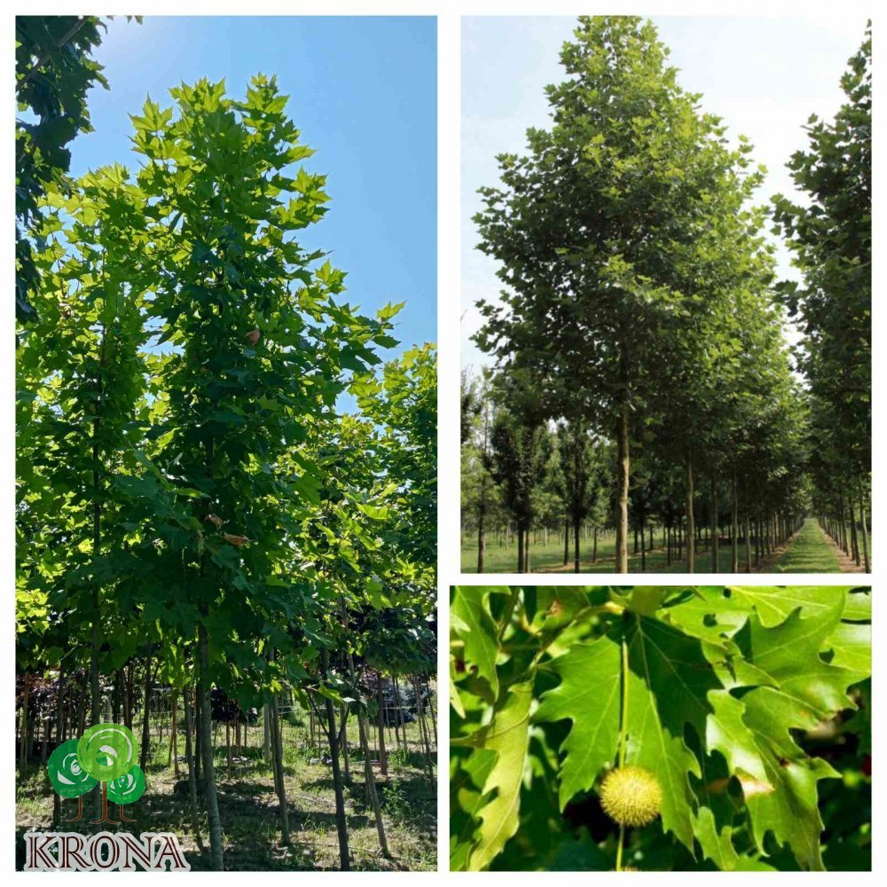 Саджанці купити Платан кленолистий (Platanus acerifolia) / H 400-500 см/АЛЕ 18-21 см/ контейнер 