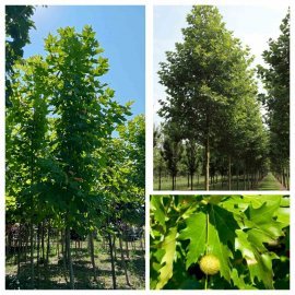 Платан кленолистий (Platanus acerifolia) / H 400-500 см/АЛЕ 18-21 см/ контейнер 