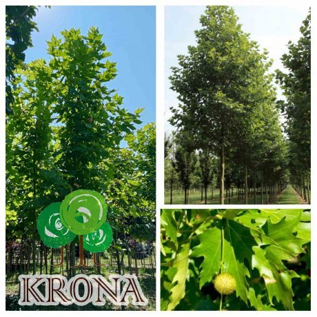 Саджанці купити Платан кленолистий (Platanus acerifolia) / H 400-500 см/АЛЕ 18-21 см/ контейнер 