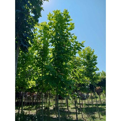 Саджанці купити Платан кленолистий (Platanus acerifolia) / H 400-500 см/АЛЕ 18-21 см/ контейнер 