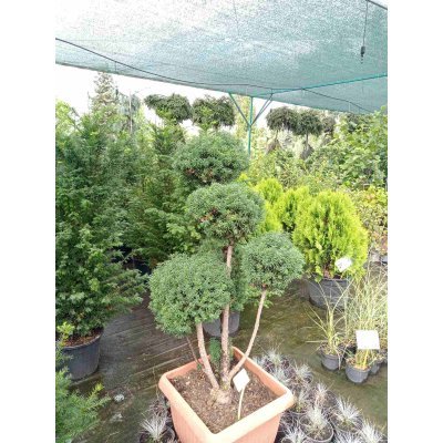 Саджанці купити Тис середній (Taxus media) топіар /PON-PON/ Н 120-130 см/контейнер С50-60 L