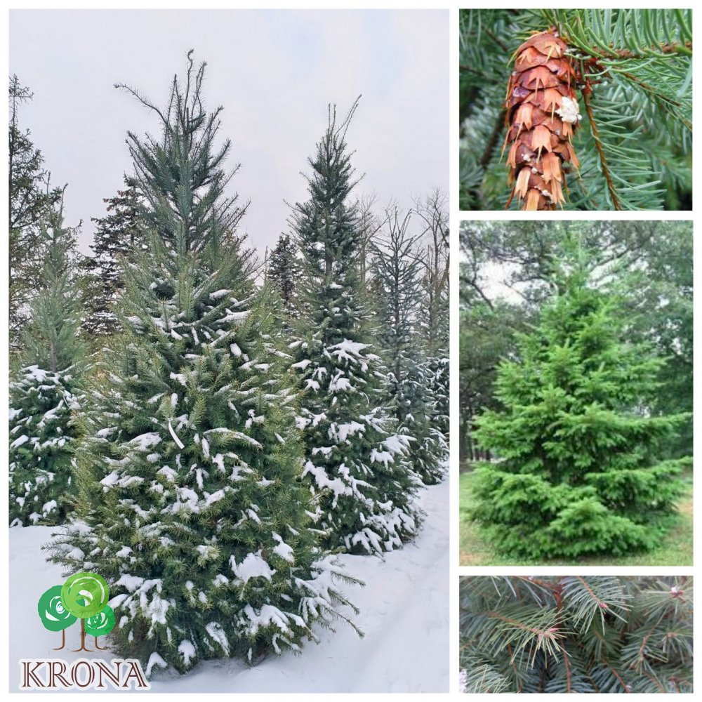 Саджанці купити Псевдотсуга Мензіса (Pseudotsuga menziesii) /Н 300-350 см/ ком