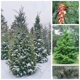 Псевдотсуга Мензіса (Pseudotsuga menziesii) /Н 300-350 см/ ком