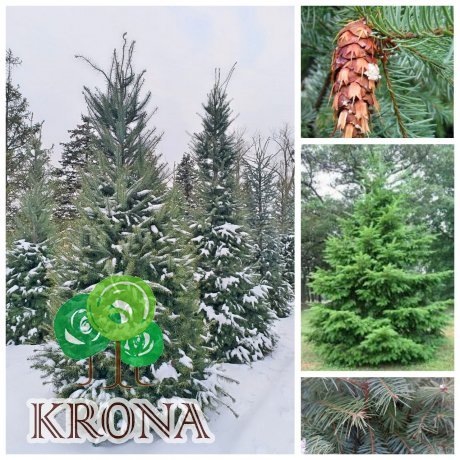 Саджанці купити Псевдотсуга Мензіса (Pseudotsuga menziesii) /Н 300-350 см/ ком