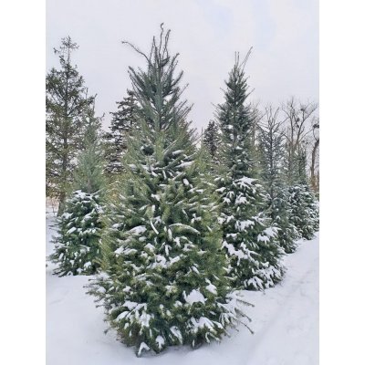Саджанці купити Псевдотсуга Мензіса (Pseudotsuga menziesii) /Н 300-350 см/ ком