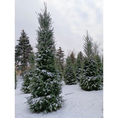 Саджанці купити Псевдотсуга Мензиса  (Pseudotsuga menziesii) /Н 500 + см/НО 45-50 см/ ком