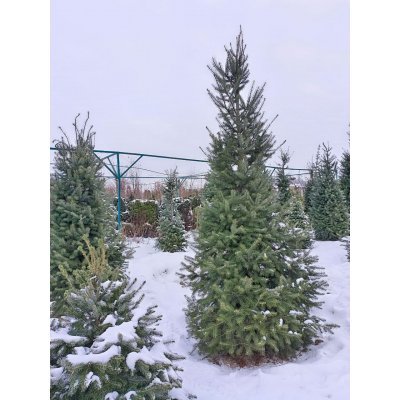 Саджанці купити Псевдотсуга Мензиса (Pseudotsuga menziesii) /Н 300 +  см/ ком