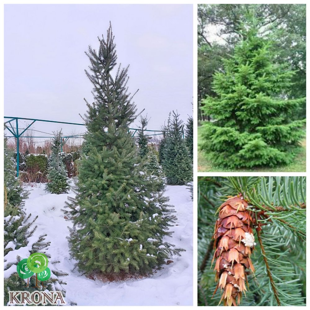 Саджанці купити Псевдотсуга Мензиса (Pseudotsuga menziesii) /Н 300 +  см/ ком