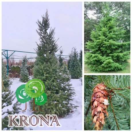 Саджанці купити Псевдотсуга Мензиса (Pseudotsuga menziesii) /Н 300 +  см/ ком