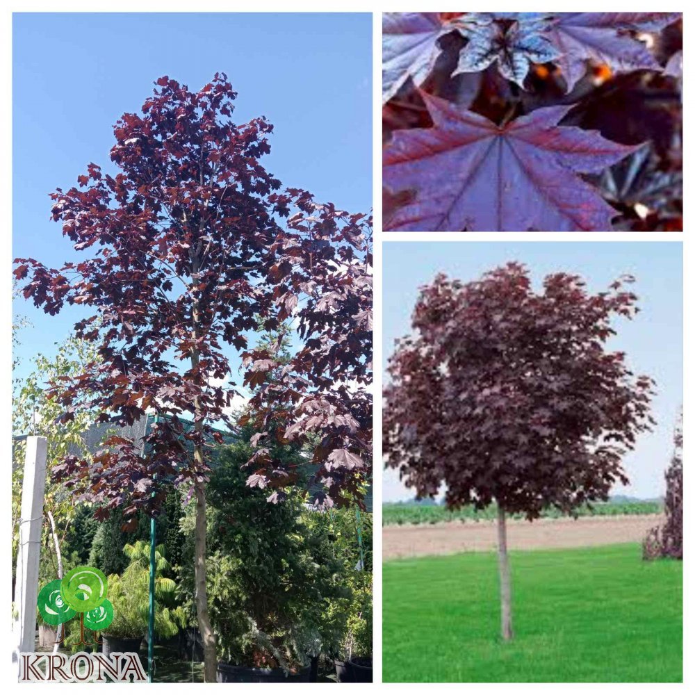 Саджанці купити Клен гостролистий (Acer platanoides) "Royal Red" / H 400 см + / НО 20-22 см / контейнер 